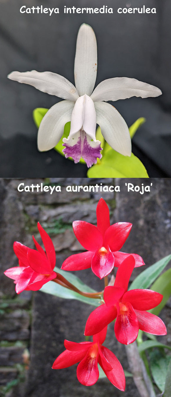 Cattleya intermedia Coerulea x C. aurantiaca 'Red' (4