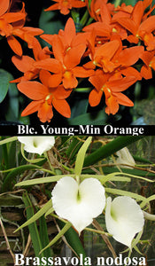 Chz. Hsinying Naranja <BR>(B. nodosa x Rth. Young-Min Orange) (2"p)