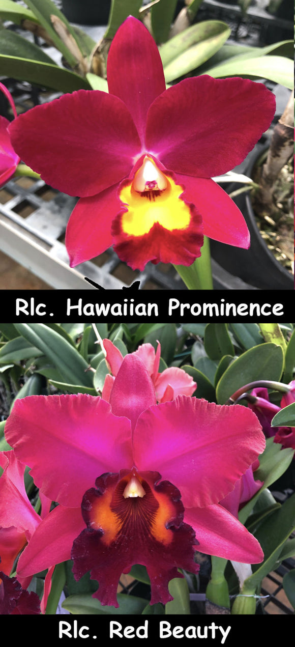 Rlc. Hawaiian Prominence x  Rlc. Red Beauty (4