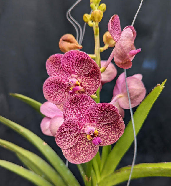 Vanda PIcha (Oranooch x curvifolium) (3