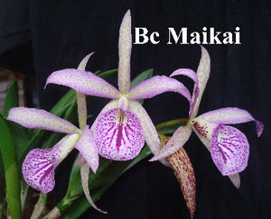 Bc. Maikai 'Louise' AM/AOS <br> Meristem (6" basket)