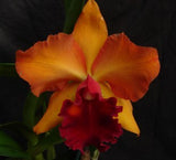 Rlc. Graf's Gold Lake (5" pot)