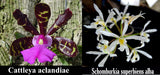 Sch. superbiens alba X<br>C. aclandiae (5"p)