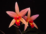 Laelia Santa Barbara 'Peaches' AM/AOS<br>Meristem divisions (BR)