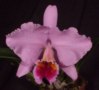 C. percivaliana 'Karin x self' x<br> C. percivaliana 'A Morales'