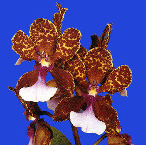 Oncidium lanceanum x self (2"p)