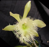 Brassavola digbyana x sibling (5" pot)