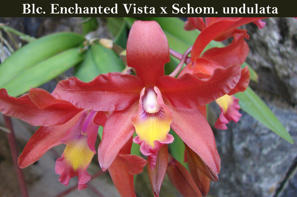 Blc. Enchanted Vista '24 Karat' x Sch. undulata 'Merida' (5