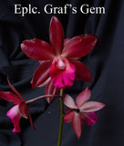 Epicattleya Graf's Gem (6")<br> (Epc. Dowset Gem x C. Choclate Drop)