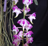 Aerides lawrenceae (3"basket)