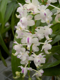 Aerides odorata (bare root)
