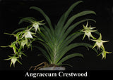 Angraecum Crestwood 'Tomorrow Star', (3"b)