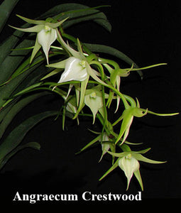 Angraecum Crestwood, (6"b)
