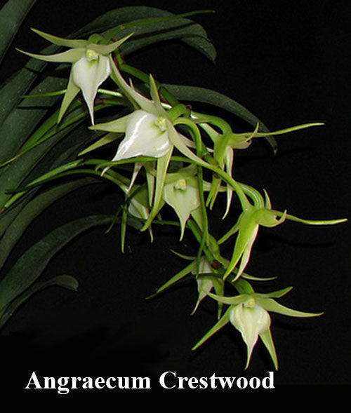 Angraecum Crestwood, (6