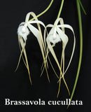 Brassavola cucullata   (mounted)