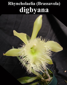 Rhyncholaelia (Brassavola) digbyana x self  (2")