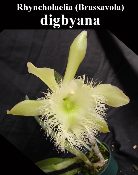 Rhyncholaelia (Brassavola) digbyana x self  (2