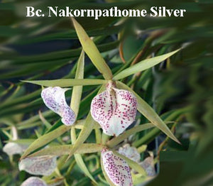 Bc. Nakornpathome Silver (4") <br> Bc. Binosa x B. nodosa