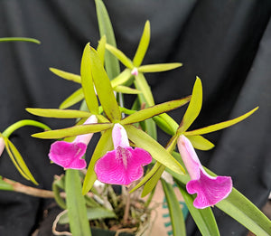 Bc. Gulfshore's Beauty (AKA Bc. Carnival Kids) (4"p)