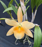 Brassocattleya Daffodil (6")