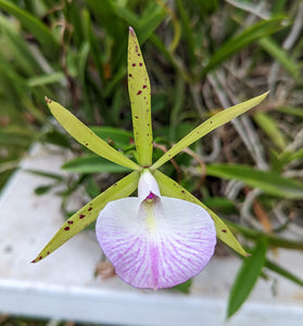 Bc. Hippodamia 'Sarasota' (BR) <br>(Cattleya aclandiae x Brassavola nodosa)