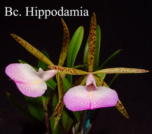 Bc. Hippodamia (2") <br>(Cattleya aclandiae x Brassavola nodosa)