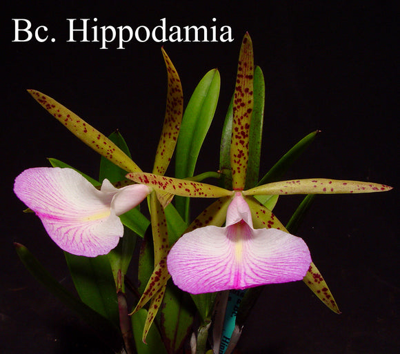 Bc. Hippodamia (2