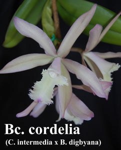 Bc. Cordelia (5"p) <br> (C. intermedia x B. digbyana)
