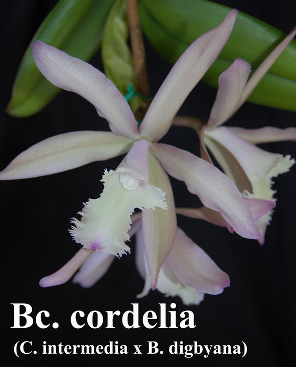 Bc. Cordelia (5