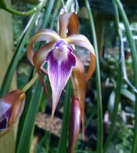 Bl. Sunset Surprise (Brassavola cucullata x Laelia tenebrosa) (2"p)