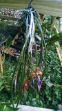 Bl. Sunset Surprise (Brassavola cucullata x Laelia tenebrosa) (2"p)