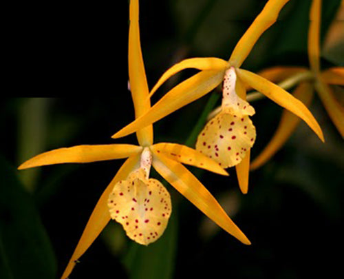 Bl. Richard Mueller (4