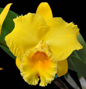Blc. Kelsi Ikeda 'Volcano Sunshine' (5.5"p)