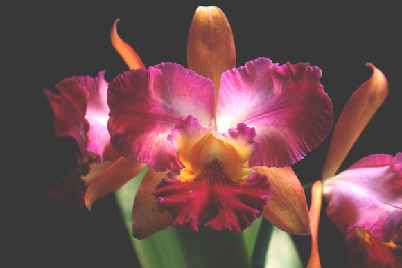 Blc Hawaian Rustic 'Pauwela Mango' (4
