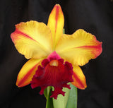 Blc. Toshie Aoki 'Encore' (6"p)