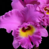 (Blc. Ikuko Akatsuka x Irene Finney) x C. Lee Beauty (6"p)