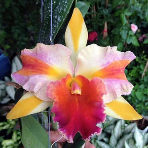 Blc. Amazing Thailand (2"p)