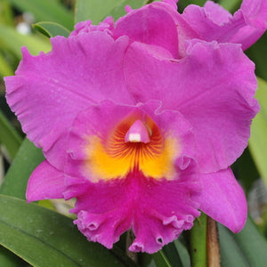 Rlc. Akatsuka 50th Anniversary 'VQ' x Rlc. C. Manmoto 'VQ' (5")