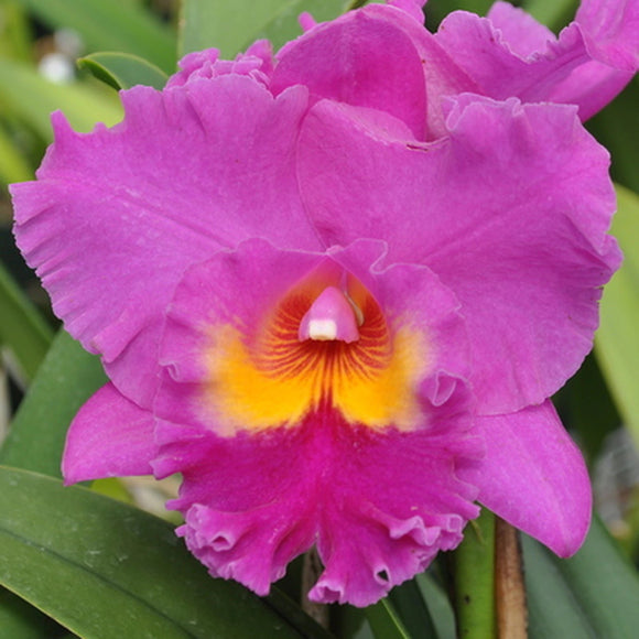 Rlc. Akatsuka 50th Anniversary 'VQ' x Rlc. C. Manmoto 'VQ' (5