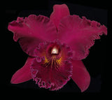 Blc. Chia Lin 'New City' (6"p)