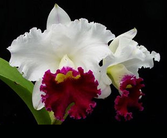 Blc.  Chyong Guu Swan 'Ruby Lip' (4