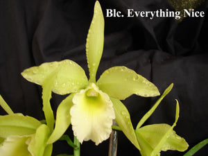 Blc. Everything Nice 'Showtime' (5" p) Meristem