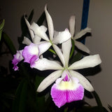 Blc. Glorious May 'H&R' Mounted