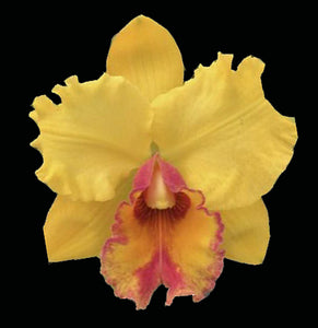 Blc. Haiku Glow 'Pauwela'  x <br> Blc. Bill Blietz 'Exotic Orchids' (4")