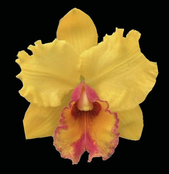 Blc. Haiku Glow 'Pauwela'  x <br> Blc. Bill Blietz 'Exotic Orchids' (4