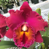 Rlc. Kyoko Takahashi 'Volcano Queen' (5" p)