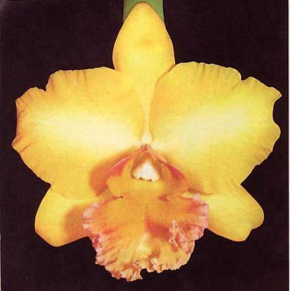 Rlc. Malworth 'Orchidglade' FCC/AOS (2