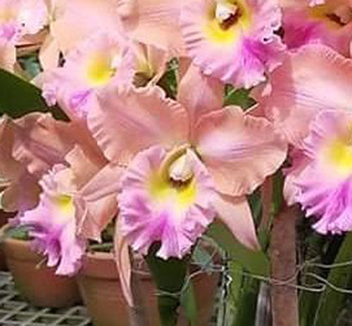 Blc. Monthathip Belle 'Sra' (5