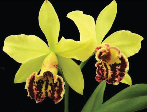 Blc. Pauwela Dawn 'Exotic's Tiger' AM/AOS (5
