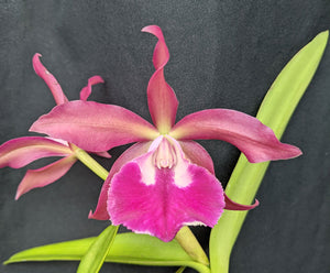 Blc. Playa Morrocoy (6"p)
